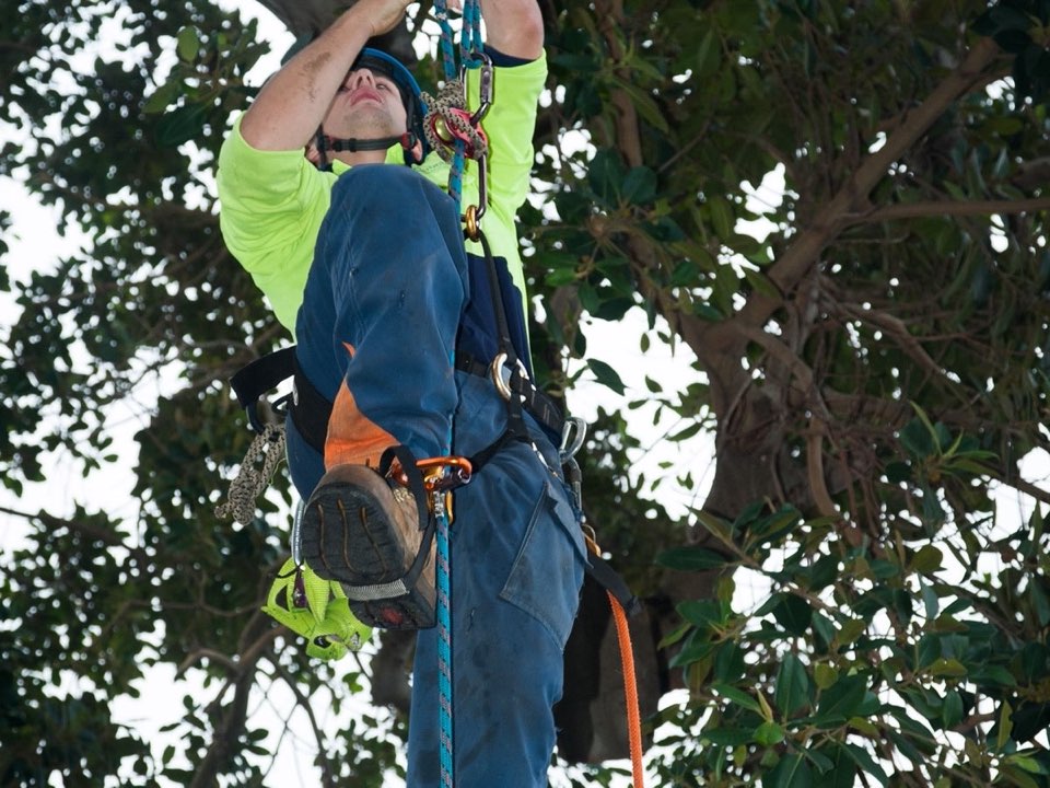 Qualified arborist working in a mature tree during an Enviro Trees UK survey in Merthyr Tydfil