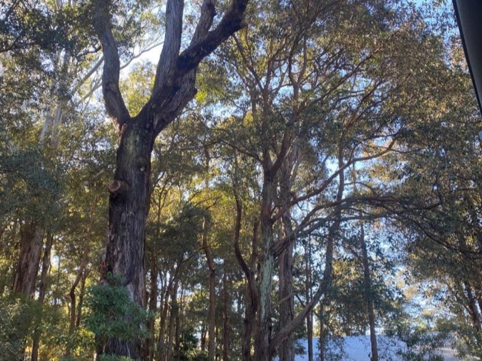 Mature trees in Merthyr Tydfil parkland with a property visible in the background